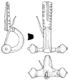 Drawing of Roman Broche from three perspectives