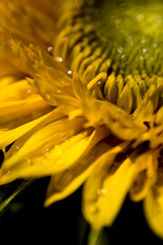 Part of a sunflower